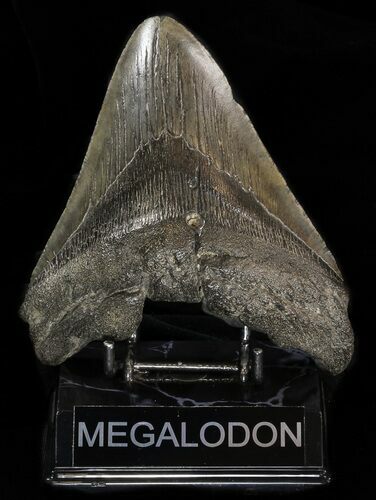 Bargain, Fossil Megalodon Tooth - South Carolina #38719